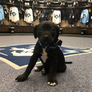 Dog Day at the Milwaukee Admirals